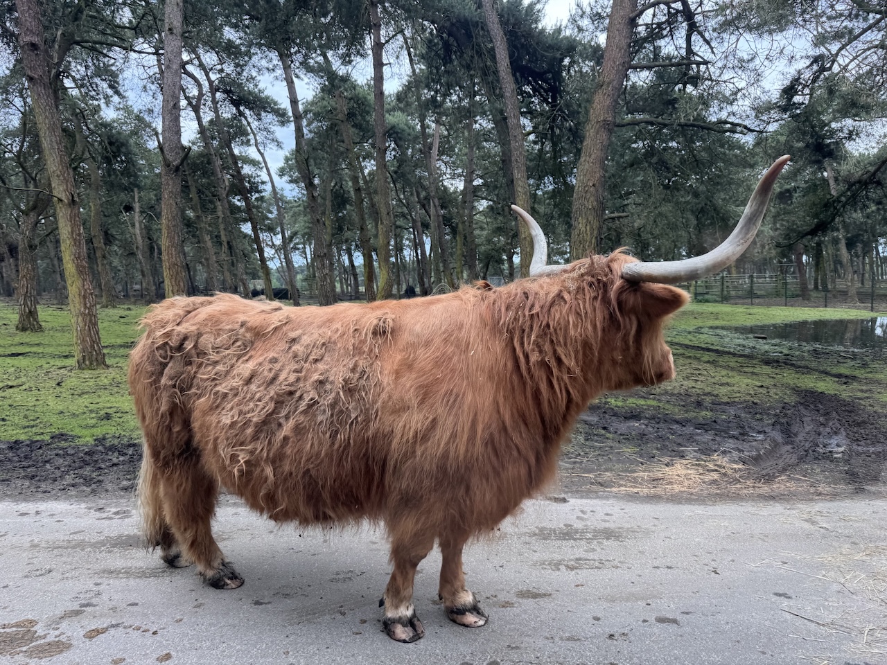 Flavian Amphitheater, Rome, Italy